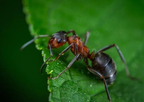 Eliminación de hormigas